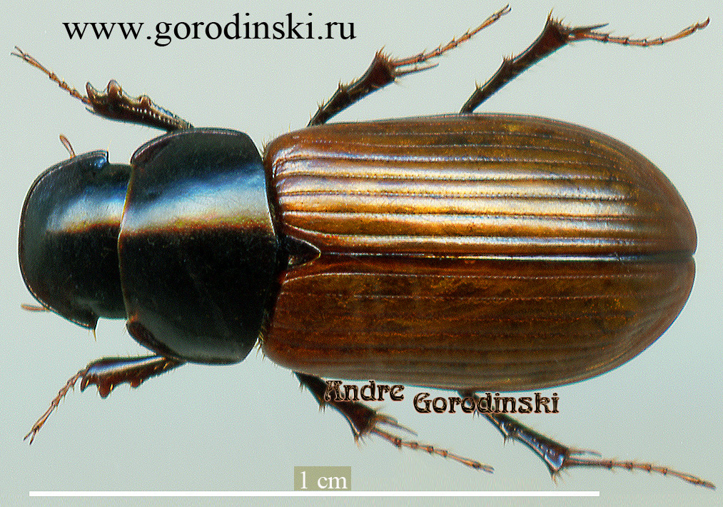 copr/Aphodius delavayi.jpg